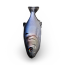NATES BAITS 7.5-INCH SHAD