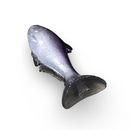 NATES BAITS 7.5-INCH SHAD