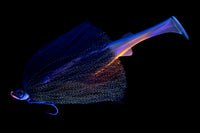 FLUFFBALL ELITE X RAIJIN SHAD 220