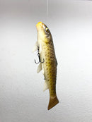 KDS - CARP